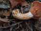 Ízletes rizike (Lactarius deliciosus), Őrség